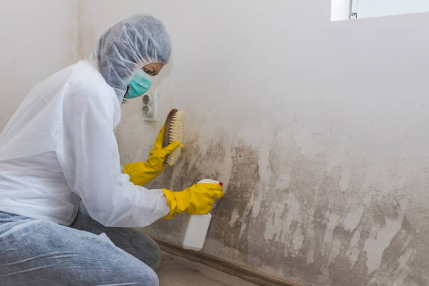 Home Mold Removal in Oakland, PA