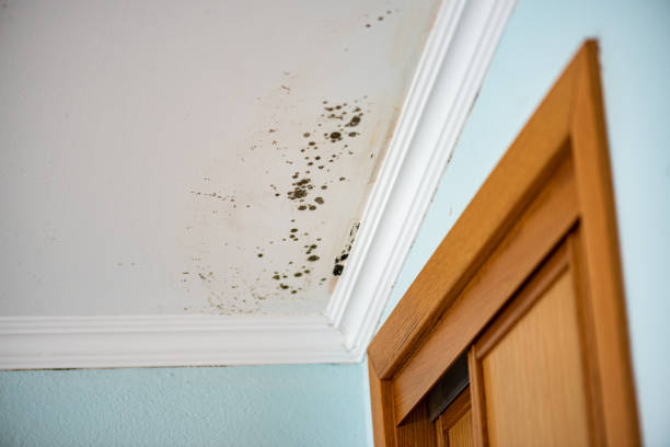 Attic Mold Removal in Oakland, PA
