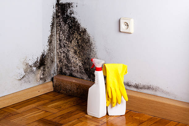 Best Fast Mold Removal  in Oakland, PA