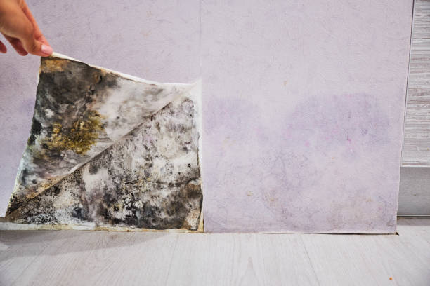 Best Certified Mold Removal  in Oakland, PA